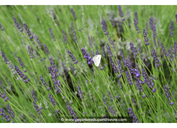 LAVANDULA angustifolia 'Grosso'