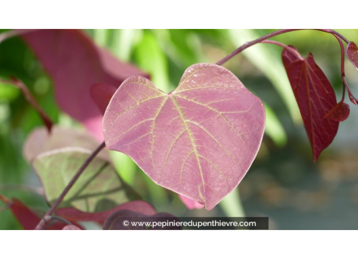 CERCIS canadensis 'Forest Pansy'