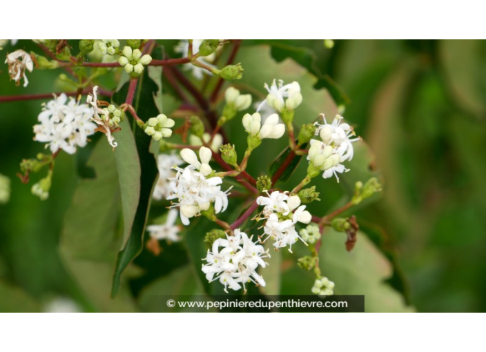 HEPTACODIUM miconioides