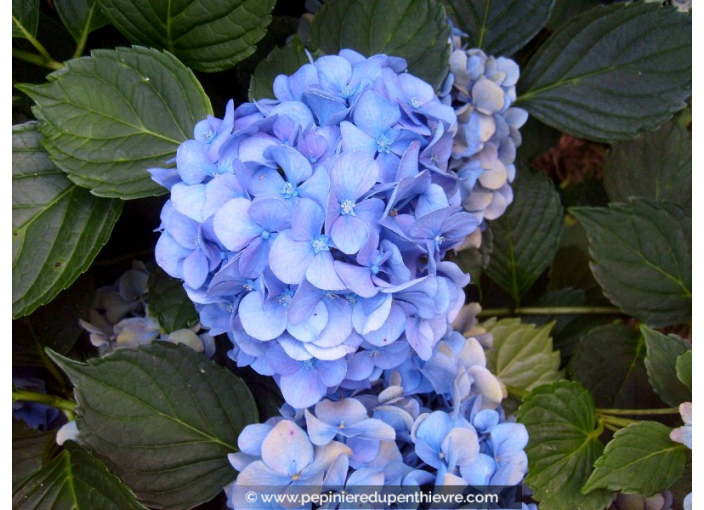 HYDRANGEA macrophylla 'Yola'