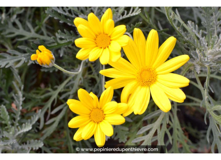 EURYOPS pectinatus