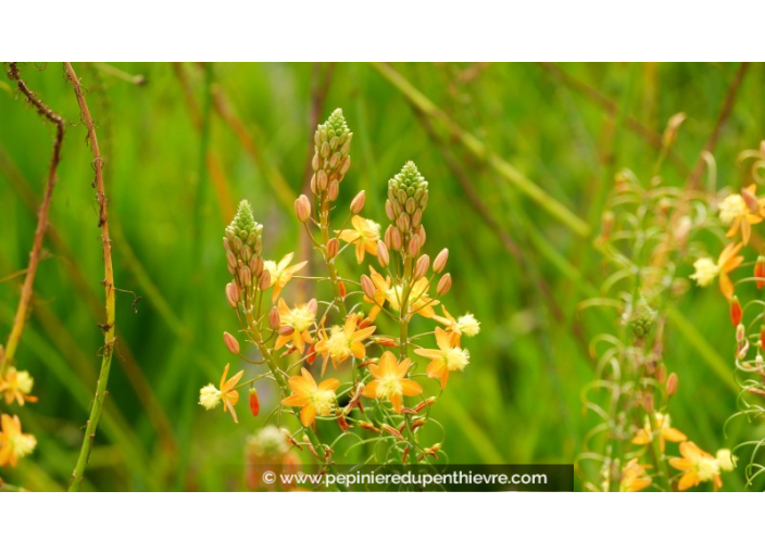 BULBINE frutescens 'Hallmark'