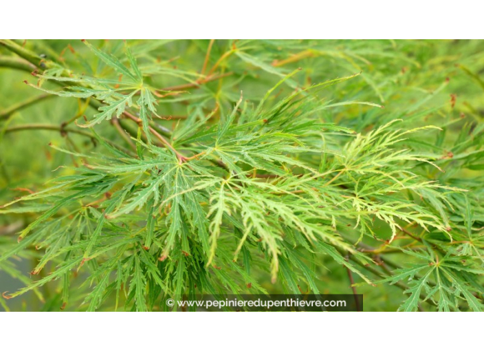 ACER palmatum 'Dissectum'