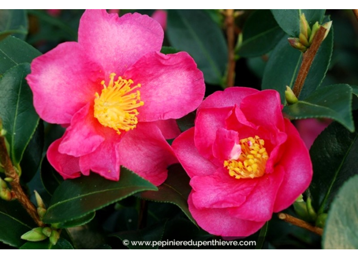 CAMELLIA sasanqua 'Hiryu'