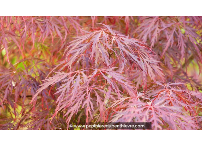 ACER palmatum 'Garnet'