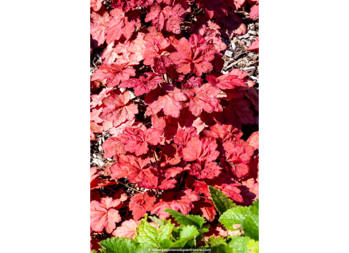 HEUCHERA 'Autumn Leaves'