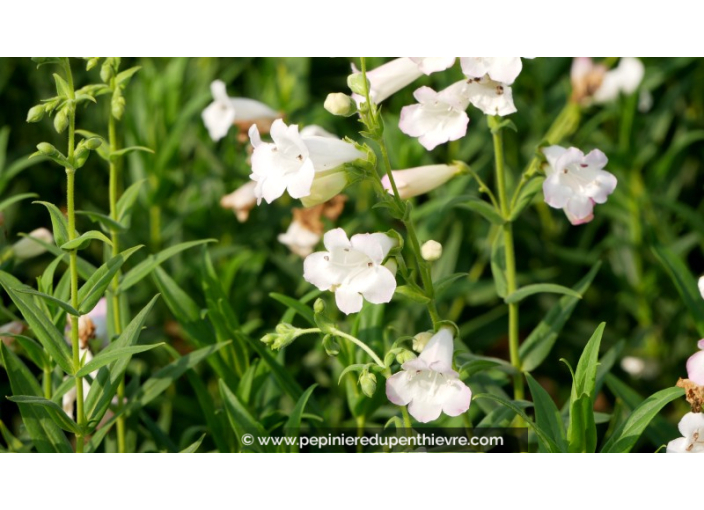 PENSTEMON 'Snowflake'