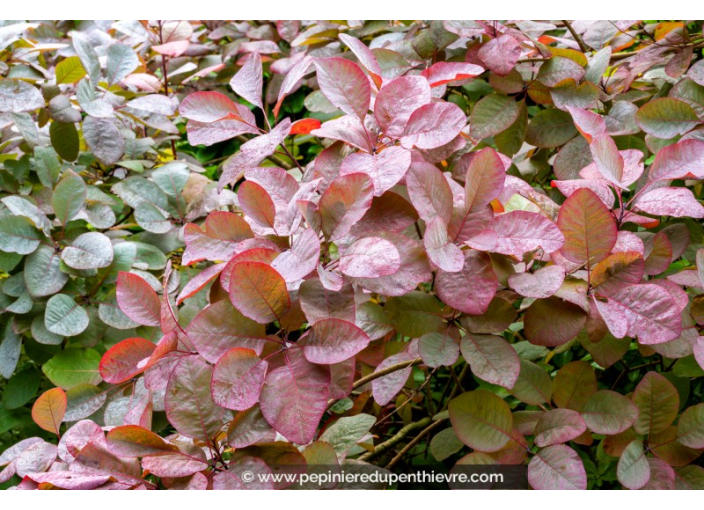 COTINUS 'Grace'