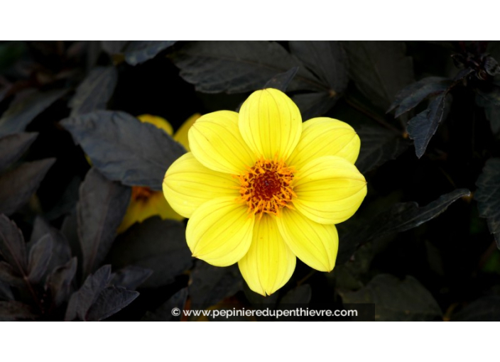 DAHLIA hortensis 'Happy Days Lemon'