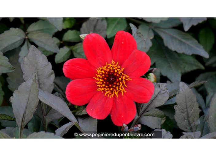 DAHLIA hortensis 'Happy Days Scarlet'®