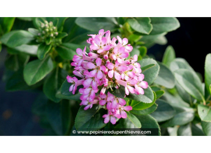 ESCALLONIA laevis 'Pink Elle'