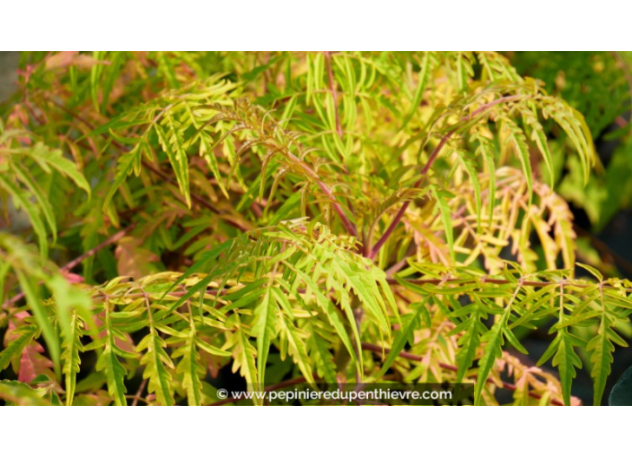 RHUS typhina 'Tiger Eyes'