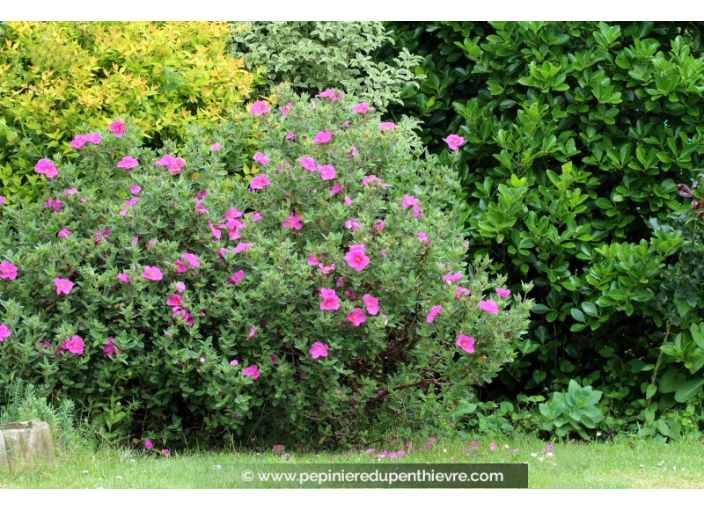 CISTUS crispus