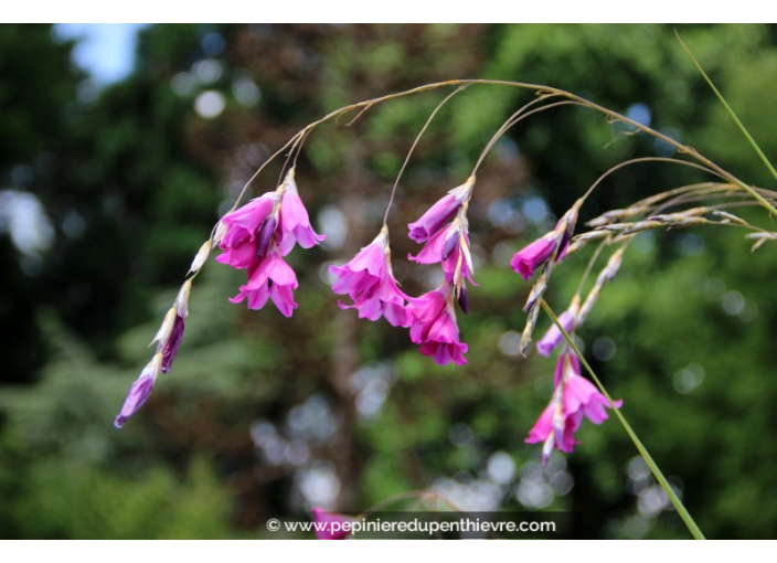 DIERAMA pulcherrimum