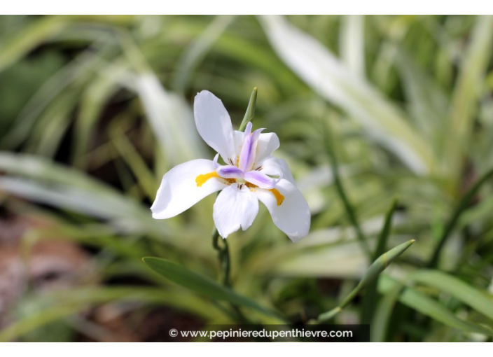 DIETES grandiflora