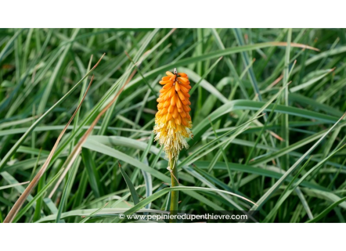 KNIPHOFIA uvaria 'Royal Castle'