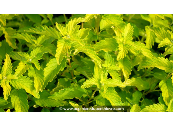 CARYOPTERIS clandonensis 'Hint of Gold'