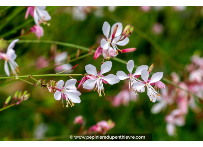 GAURA lindheimeri 'Whirling Butterflies'