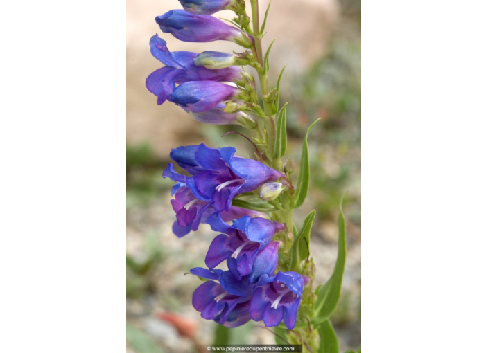 PENSTEMON	strictus