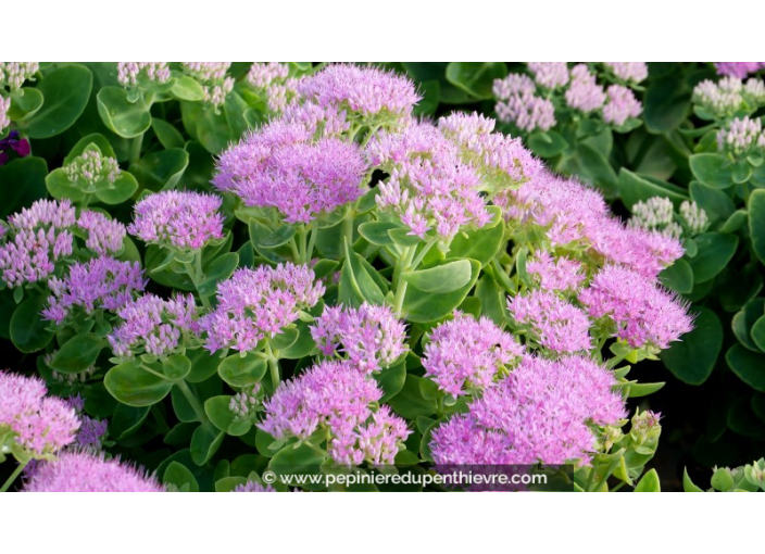 SEDUM spectabile 'Brillant'