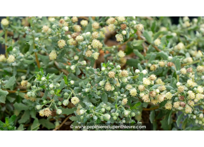 BACCHARIS magellanica