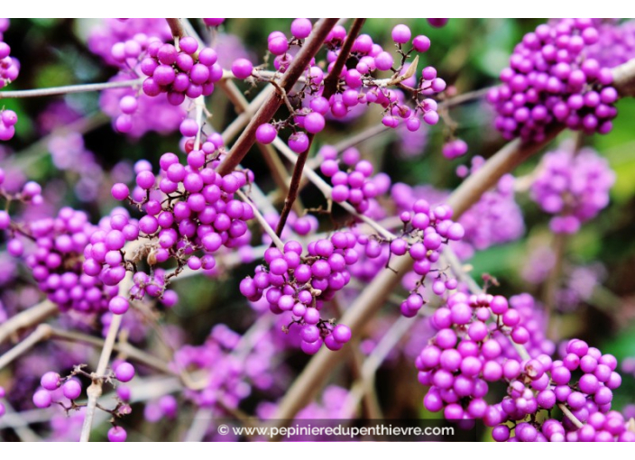 CALLICARPA bodinieri 'Imperial Pearl'