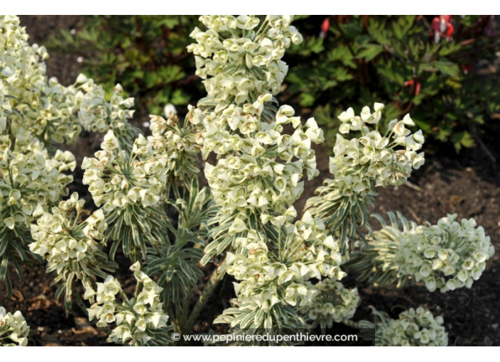 EUPHORBIA characias	'Tasmanian Tiger'