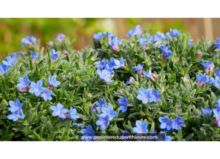 LITHODORA diffusa 'Heavenly Blue'