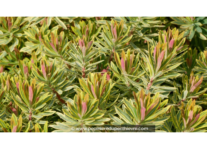 EUPHORBIA x martinii 'Ascot Rainbow'