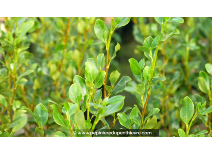 GRISELINIA littoralis 'Redge'