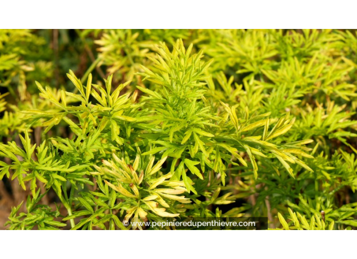 SAMBUCUS nigra 'Golden Tower'