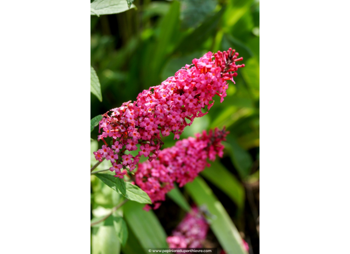 BUDDLEJA 'Prince Charming'