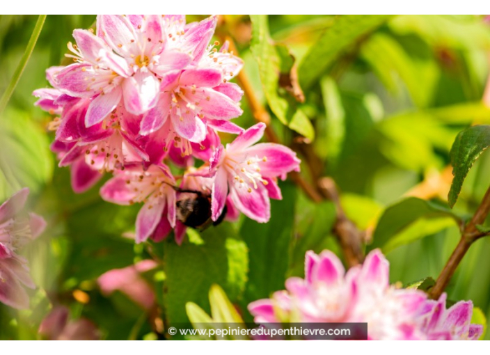 DEUTZIA 'Tourbillon Rouge'