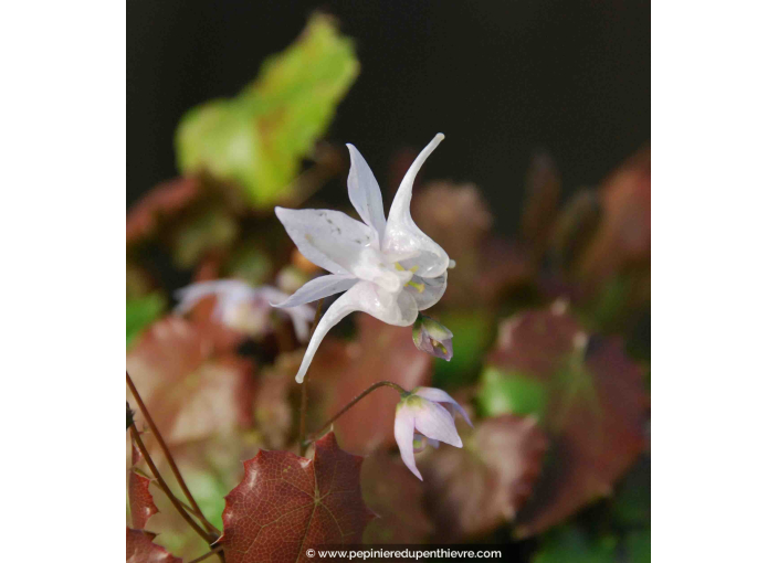 EPIMEDIUM pauciflorum