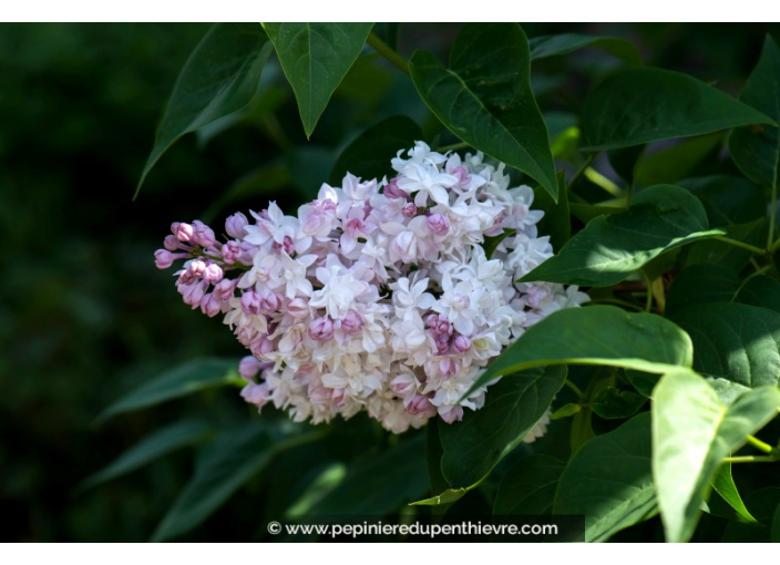 SYRINGA vulgaris 'Belle de Moscou'