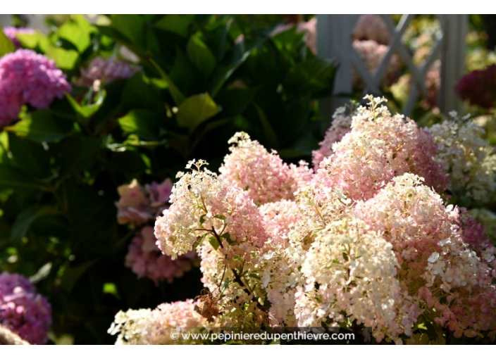 HYDRANGEA paniculata 'Bobo'