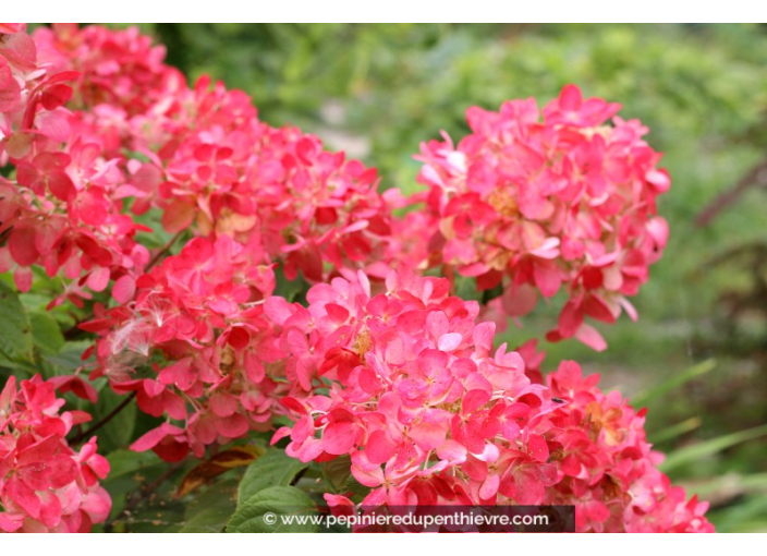 HYDRANGEA paniculata 'Diamant Rouge'