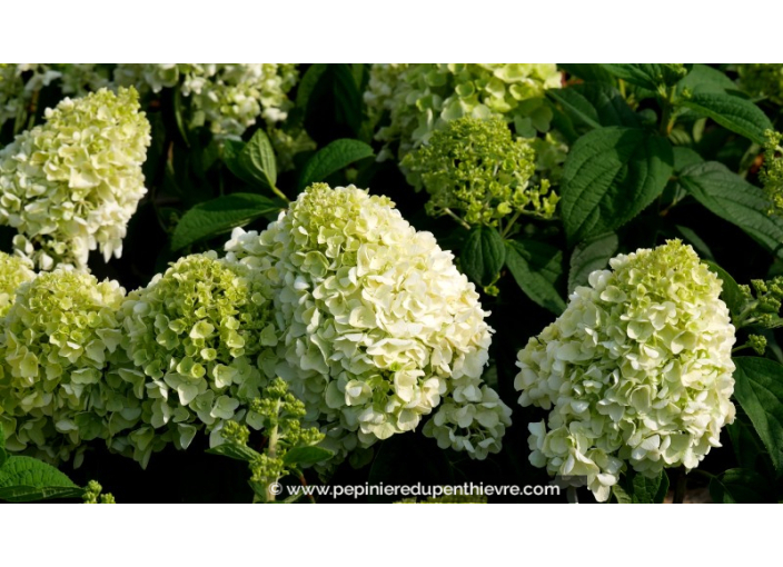 HYDRANGEA paniculata 'Little Hottie'