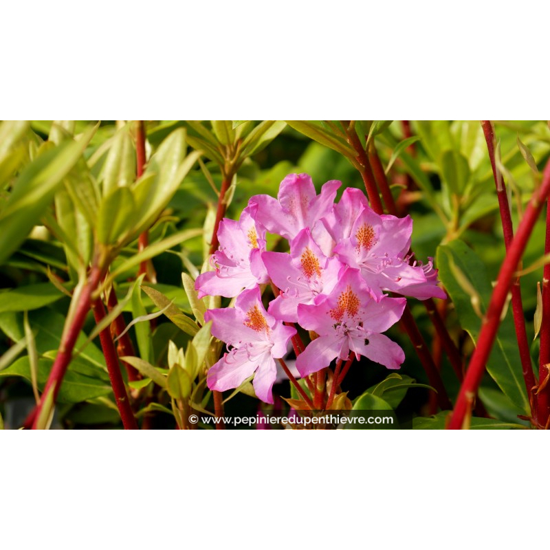 Rhododendrons - Pépinière du Penthièvre