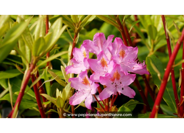 RHODODENDRON ponticum 'Roseum'