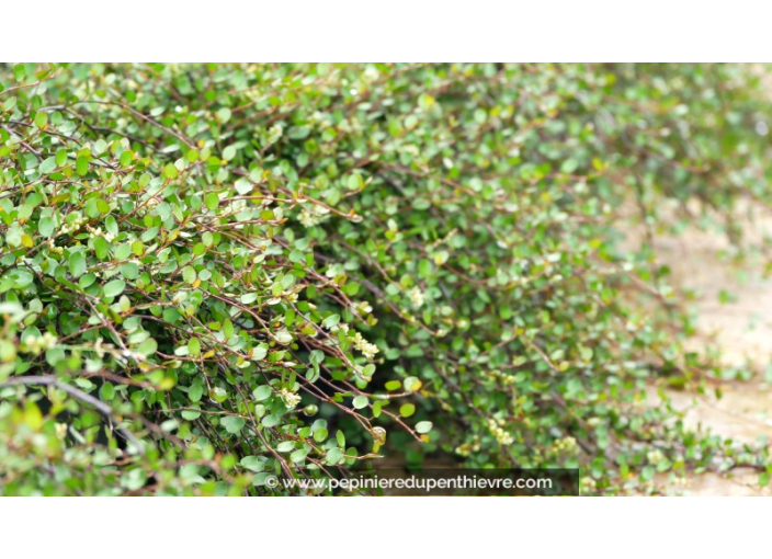 MUEHLENBECKIA complexa 'Sealand Compact'