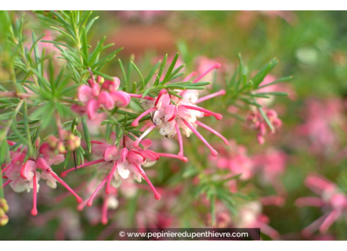 GREVILLEA rosmarinifolia 'Rosa Jenkinsii'