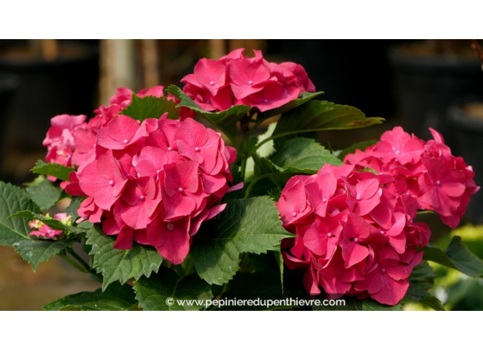 HYDRANGEA	macrophylla' Alpengluehen'