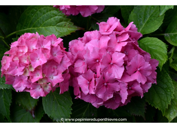 HYDRANGEA	macrophylla 'Bouquet Rose'