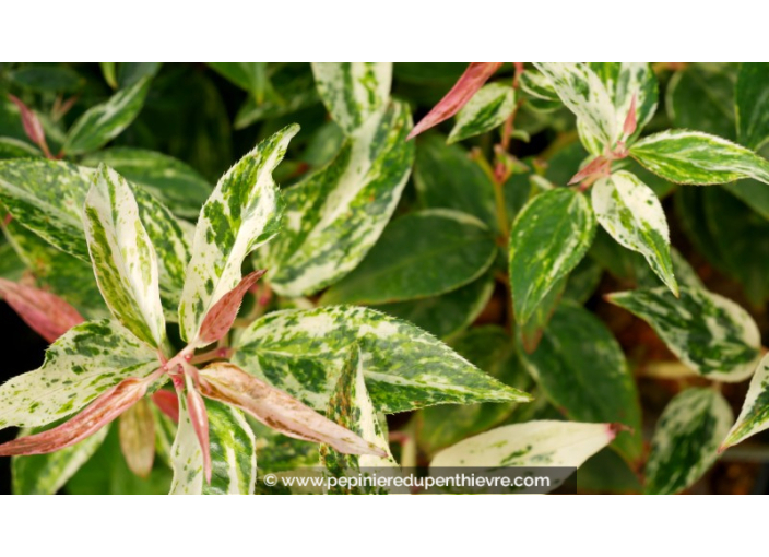 LEUCOTHOE	fontanesiana	'Makijaz'