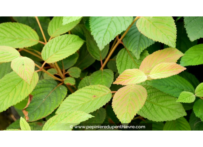 VIBURNUM plicatum 'Mariesii' Great Star