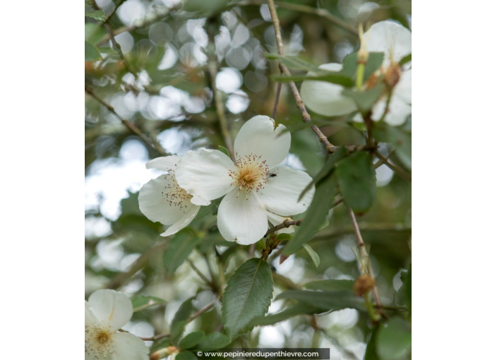 EUCRYPHIA nymansensis 'Nymansay'