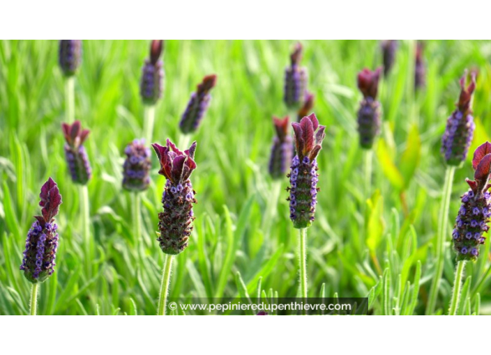 LAVANDULA stoechas 'Blue Star'