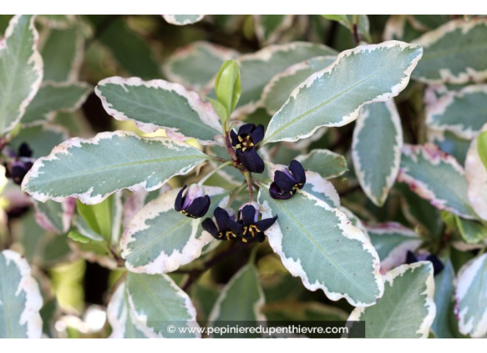 PITTOSPORUM tenuifolium 'Elizabeth'