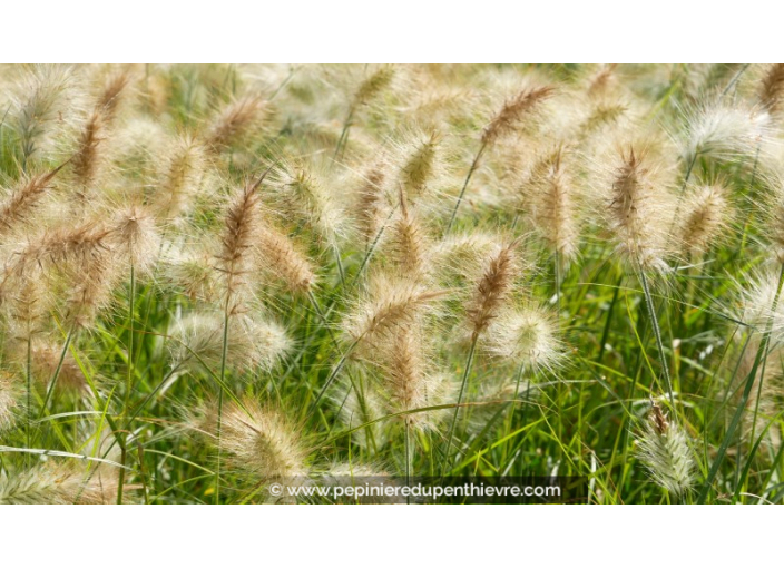 PENNISETUM villosum